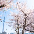下から見る桜の花