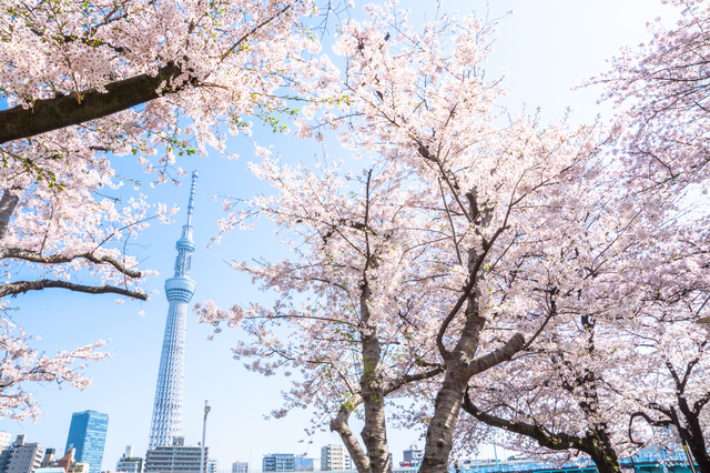 下から見る桜の花