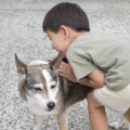 ペットの犬と遊ぶ男の子