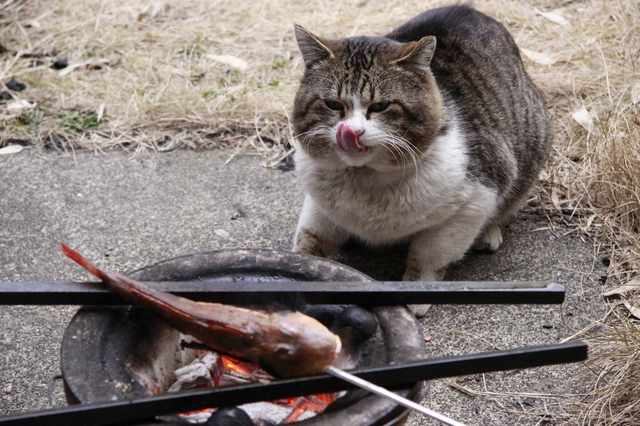 魚が焼けてきて舌なめずりする猫