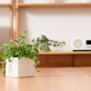 リビングの観葉植物