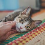首を撫でられる猫