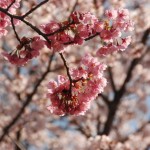 咲き始めの桜
