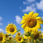 夏休みの大きなタンポポと青い空